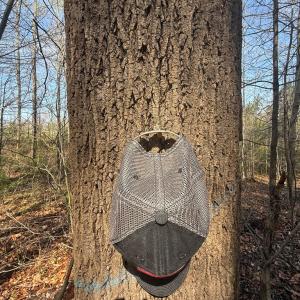 Photo #12 of Parsons Road, Ashland, VA 31.1 acres