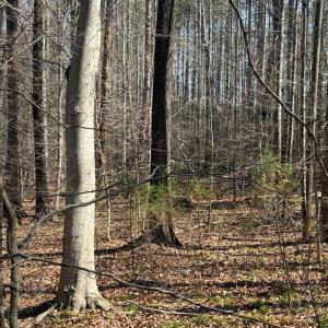 Photo #13 of Parsons Road, Ashland, VA 31.1 acres