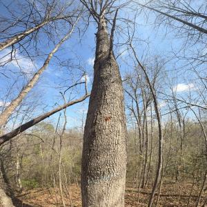 Photo #18 of Parsons Road, Ashland, VA 31.1 acres