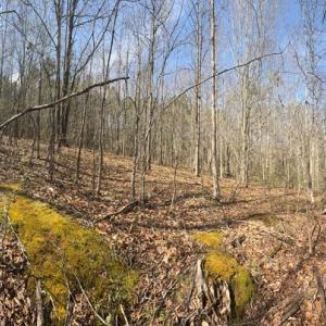 Photo #19 of Parsons Road, Ashland, VA 31.1 acres