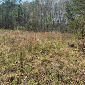 Photo #20 of Parsons Road, Ashland, VA 31.1 acres