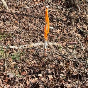 Photo #8 of Parsons Road, Ashland, VA 31.1 acres