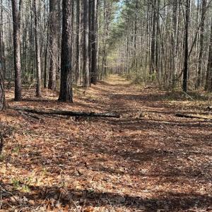 Photo #9 of Parsons Road, Ashland, VA 31.1 acres