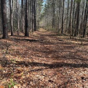 Photo #4 of Parsons Road, Ashland, VA 31.1 acres