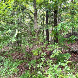 Photo #6 of Old Tower Hill Rd, Dillwyn, VA 2.0 acres