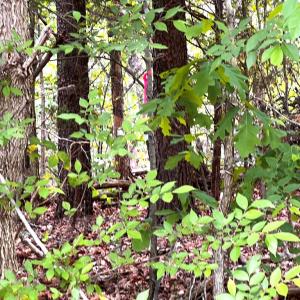 Photo #7 of Old Tower Hill Rd, Dillwyn, VA 2.0 acres