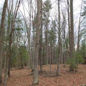 Photo #11 of 670 LANGDON DR, DYKE, VA 4.4 acres