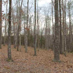 Photo #5 of 670 LANGDON DR, DYKE, VA 4.4 acres