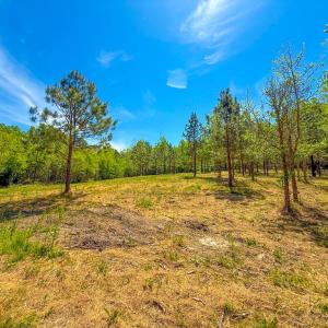 Photo #12 of Tyler Road, Crewe, VA 10.0 acres