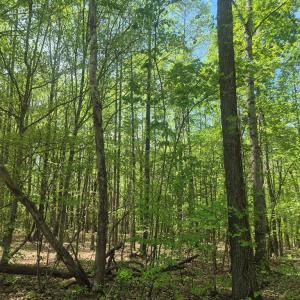 Photo #2 of Greenfield Drive, Gladstone, VA 60.3 acres