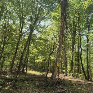 Photo #3 of Greenfield Drive, Gladstone, VA 60.3 acres