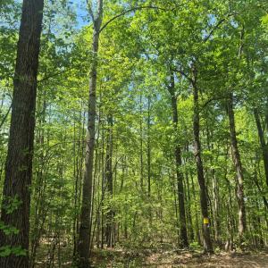 Photo #4 of Greenfield Drive, Gladstone, VA 60.3 acres