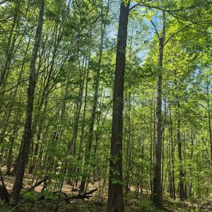 Photo #5 of Greenfield Drive, Gladstone, VA 60.3 acres