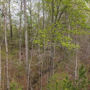 Photo #19 of Cutbanks Road, Pamplin, VA 75.0 acres