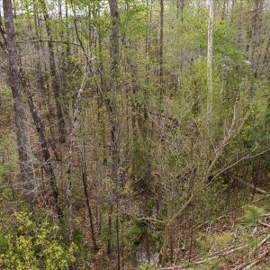 Photo #21 of Cutbanks Road, Pamplin, VA 75.0 acres