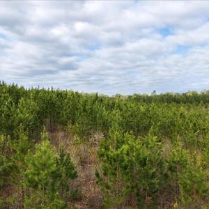 Photo #29 of Cutbanks Road, Pamplin, VA 75.0 acres