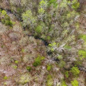 Photo #39 of Cutbanks Road, Pamplin, VA 75.0 acres