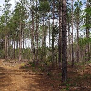 Photo #10 of Winningham Rd, Crewe, VA 75.5 acres