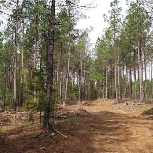 Photo #11 of Winningham Rd, Crewe, VA 75.5 acres