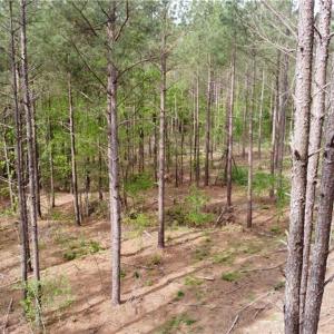 Photo #7 of Winningham Rd, Crewe, VA 75.5 acres