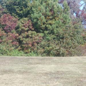 Photo #3 of 25 KINGS CT, CAPE CHARLES, VA 0.2 acres