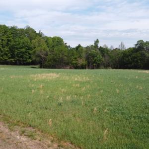 Photo #3 of Namozine Rd, Amelia, VA 151.0 acres
