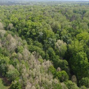 Photo #9 of Namozine Rd, Amelia, VA 151.0 acres