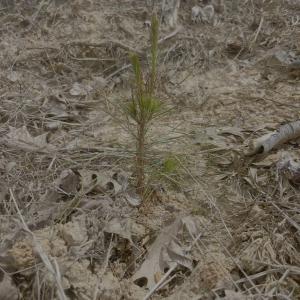 Photo #5 of Red Bank Rd, Virgilina, VA 25.3 acres
