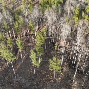 Photo #10 of Amelia Springs, Jetersville, VA 20.0 acres