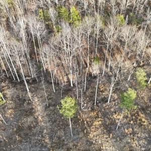 Photo #11 of Amelia Springs, Jetersville, VA 20.0 acres