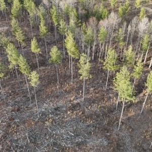 Photo #4 of Amelia Springs, Jetersville, VA 20.0 acres