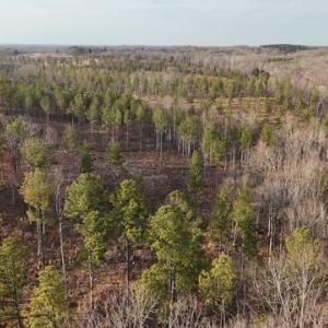 Photo #6 of Amelia Springs, Jetersville, VA 20.0 acres