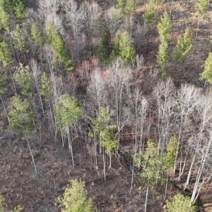 Photo #8 of Amelia Springs, Jetersville, VA 20.0 acres