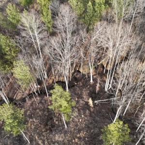 Photo #9 of Amelia Springs, Jetersville, VA 20.0 acres