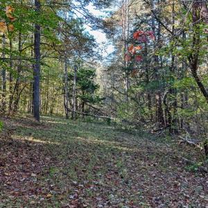 Photo #12 of Allen Rosen Rd, Dillwyn, VA 38.8 acres