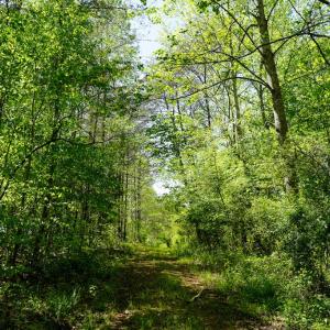 Photo #16 of Old Well Road, Spencer, VA 47.7 acres