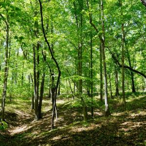Photo #19 of Old Well Road, Spencer, VA 47.7 acres