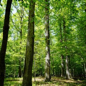 Photo #21 of Old Well Road, Spencer, VA 47.7 acres