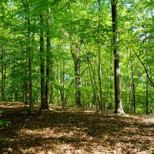 Photo #22 of Old Well Road, Spencer, VA 47.7 acres