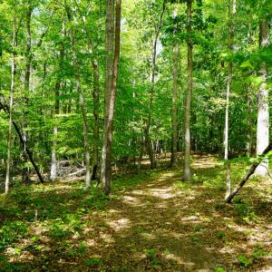Photo #24 of Old Well Road, Spencer, VA 47.7 acres