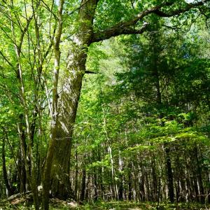 Photo #26 of Old Well Road, Spencer, VA 47.7 acres