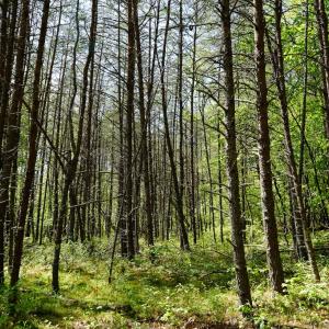 Photo #28 of Old Well Road, Spencer, VA 47.7 acres