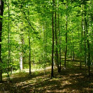 Photo #33 of Old Well Road, Spencer, VA 47.7 acres