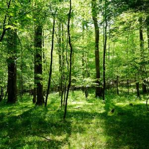 Photo #34 of Old Well Road, Spencer, VA 47.7 acres