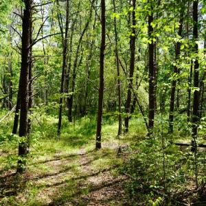 Photo #36 of Old Well Road, Spencer, VA 47.7 acres