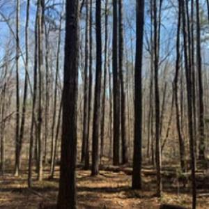 Photo #3 of 626 Holiday Lake Road, Pamplin, VA 5.0 acres