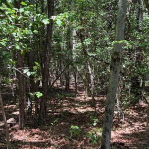Wooded Acreage