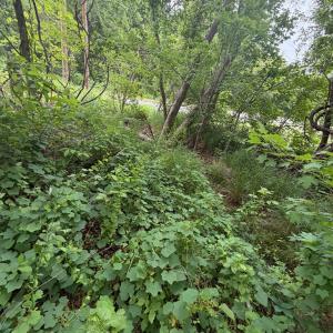Photo #4 of North Virginia Street, Farmville, VA 0.2 acres