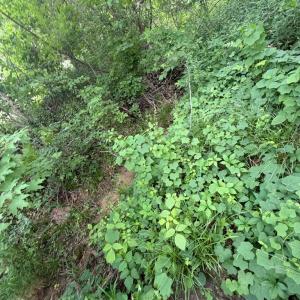 Photo #5 of North Virginia St, Farmville, VA 0.2 acres
