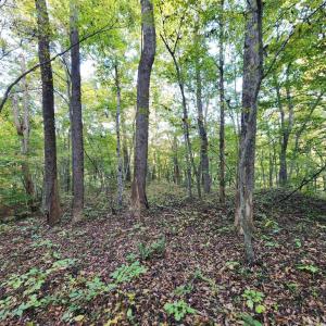 Photo #10 of River bottom Ln, Concord, VA 96.0 acres